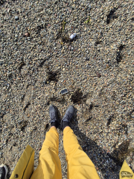 Первый взгляд на смартфон Samsung Galaxy S24 FE и планшеты Samsung Galaxy Tab S10+/S10 Ultra