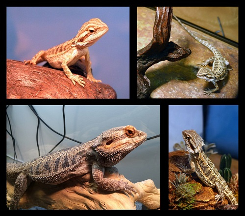 Духовный наследник Left 4 Dead получит сиквел &mdash; актёр &laquo;засветил&raquo; Back 4 Blood 2