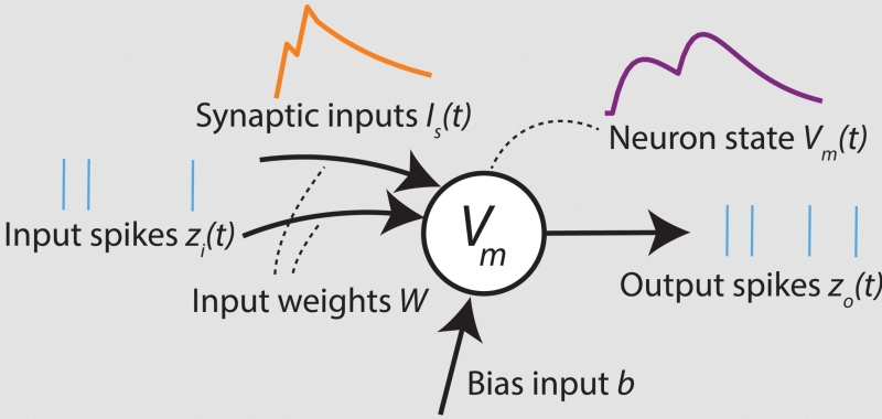 Нейроморфные вычислители &laquo;в металле&raquo;: приземление интеллекта