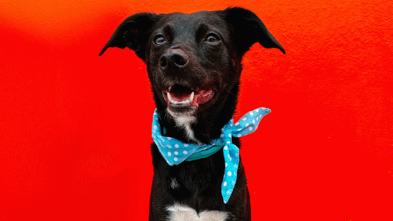 Adobe выпустила полнофункциональный Photoshop для iPhone с платной «Волшебной палочкой»