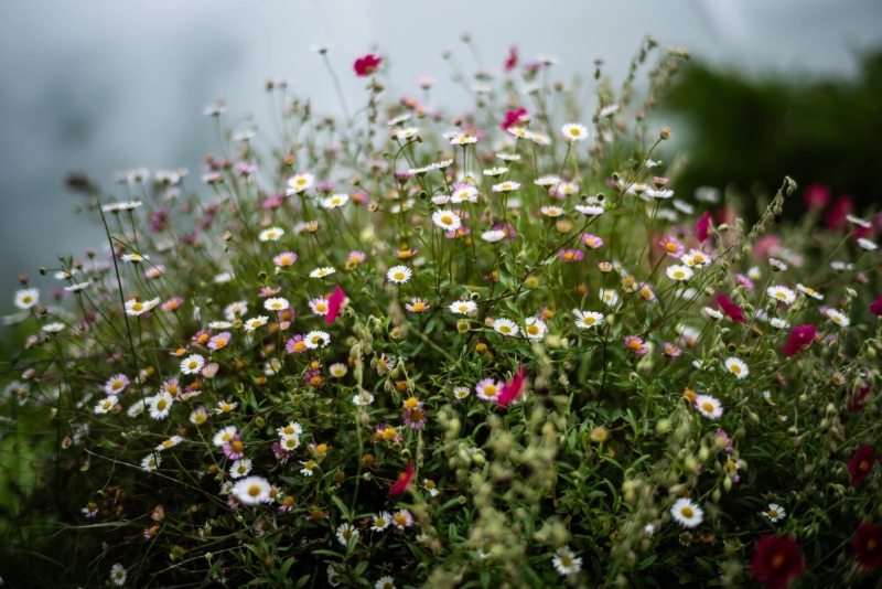 Leica перевыпустила представленный в 1959 году объектив Summilux 50 мм f/1.4 за $3895