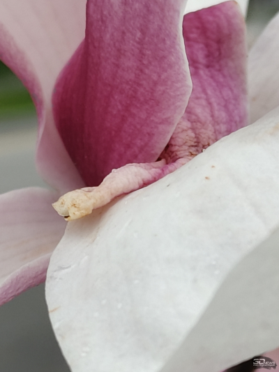 Обзор realme 14 Pro+: смартфон-хамелеон, который любит мороз