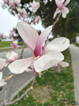 Обзор realme 14 Pro+: смартфон-хамелеон, который любит мороз