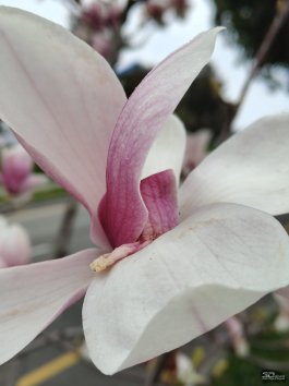 Обзор realme 14 Pro+: смартфон-хамелеон, который любит мороз