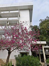 Обзор смартфона HONOR Magic 7: зачем платить больше?