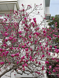 Обзор смартфона HONOR Magic 7: зачем платить больше?