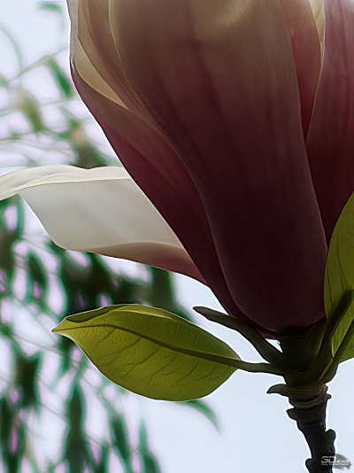 Обзор смартфона HONOR Magic 7: зачем платить больше?