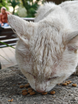 Обзор смартфона HONOR Magic 7: зачем платить больше?