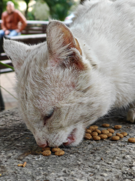 Обзор смартфона HONOR Magic 7: зачем платить больше?