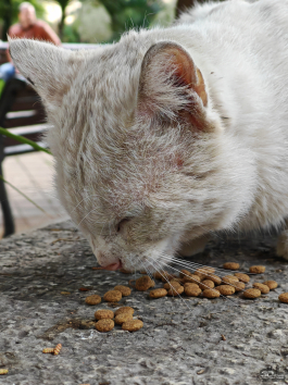 Обзор смартфона HONOR Magic 7: зачем платить больше?