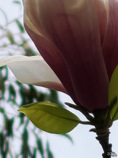 Обзор смартфона HONOR Magic 7: зачем платить больше?