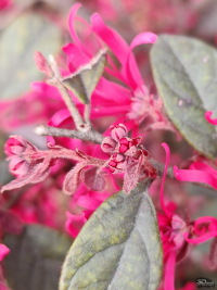 Обзор смартфона HONOR Magic 7: зачем платить больше?