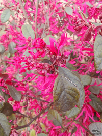 Обзор смартфона HONOR Magic 7: зачем платить больше?