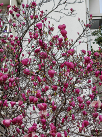 Обзор смартфона HONOR Magic 7: зачем платить больше?