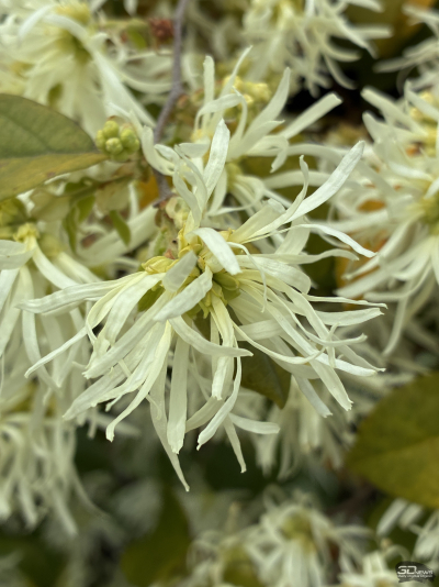 Обзор смартфона Apple iPhone 16e: я экономить буду!