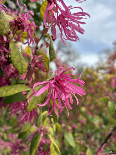 Обзор смартфона Apple iPhone 16e: я экономить буду!