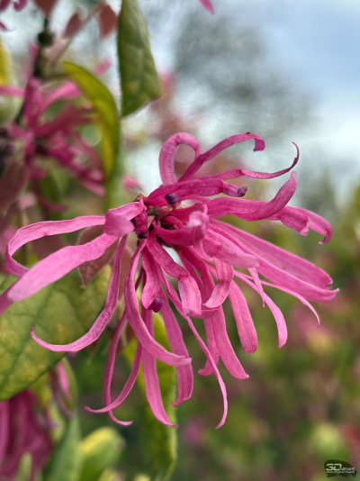 Обзор смартфона Apple iPhone 16e: я экономить буду!