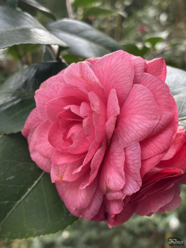 Обзор смартфона Apple iPhone 16e: я экономить буду!