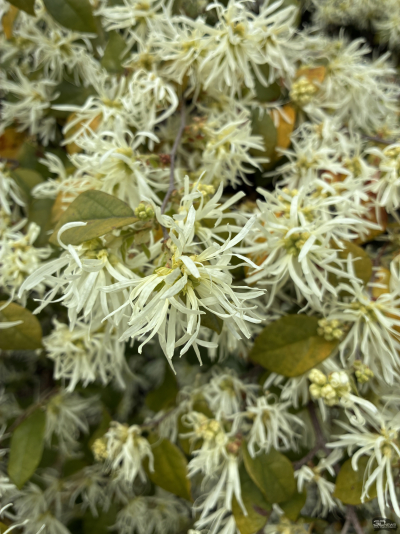 Обзор смартфона Apple iPhone 16e: я экономить буду!