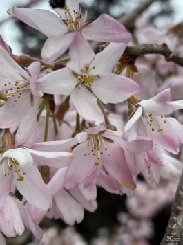 Обзор смартфона Apple iPhone 16e: я экономить буду!