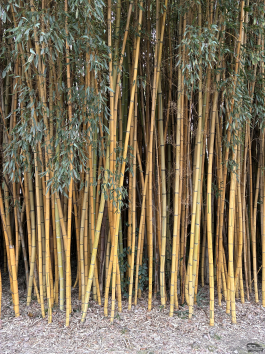 Обзор смартфона Apple iPhone 16e: я экономить буду!