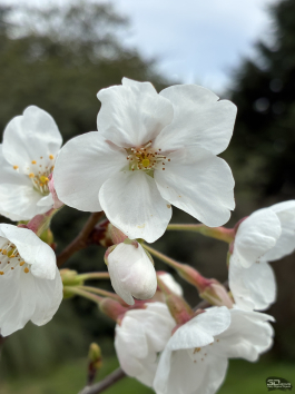 Обзор смартфона Apple iPhone 16e: я экономить буду!