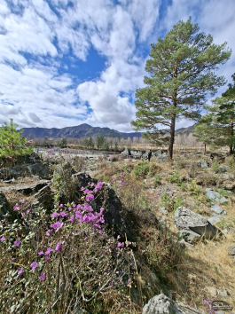 Обзор смартфона Samsung Galaxy A56: игра в классики