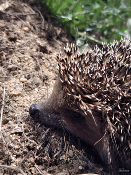 Обзор смартфона Samsung Galaxy A56: игра в классики