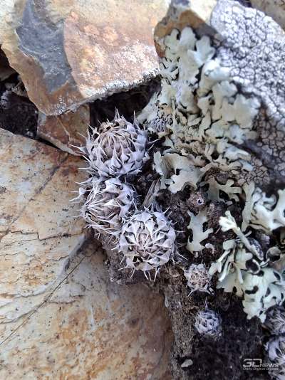 Обзор смартфона Samsung Galaxy A56: игра в классики