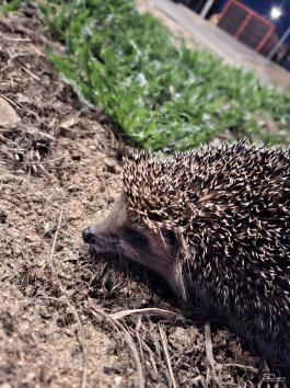 Обзор смартфона Samsung Galaxy A56: игра в классики