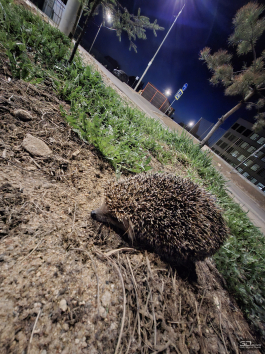 Обзор смартфона Samsung Galaxy A56: игра в классики