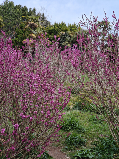 Обзор смартфона Xiaomi 15: горячая штучка