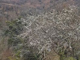 Обзор смартфона Xiaomi 15: горячая штучка