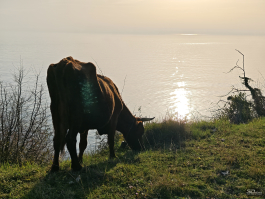 Обзор смартфона Xiaomi 15: горячая штучка