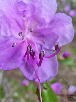 Samsung Galaxy S25 Ultra как инструмент тревел-блогера