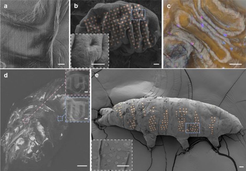 Учёные набили тату живым тихоходкам с помощью литографа &mdash; это шаг к настоящему чипированию людей и не только