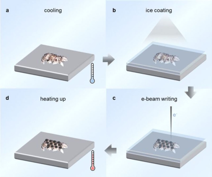 Учёные набили тату живым тихоходкам с помощью литографа &mdash; это шаг к настоящему чипированию людей и не только