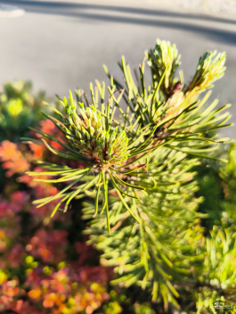 Обзор смартфона CMF Phone 2 Pro: все еще удивляет