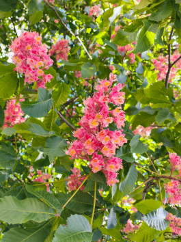 Обзор смартфона CMF Phone 2 Pro: все еще удивляет