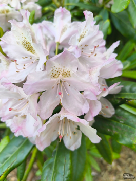 Обзор смартфона CMF Phone 2 Pro: все еще удивляет