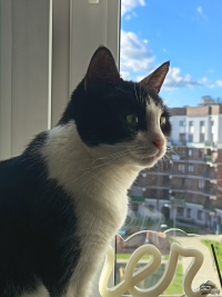 Обзор смартфона HONOR 400 Lite: ставка на обаяние