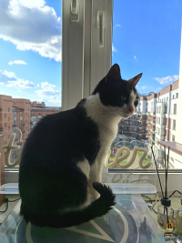 Обзор смартфона HONOR 400 Lite: ставка на обаяние