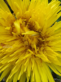 Обзор смартфона TECNO CAMON 40 Pro 5G: искусственный интеллект круче, чем у флагманов