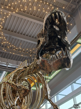 Обзор смартфона TECNO CAMON 40 Pro 5G: искусственный интеллект круче, чем у флагманов