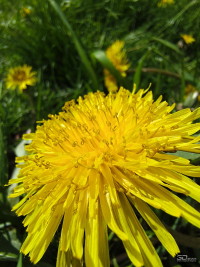 Обзор смартфона TECNO CAMON 40 Pro 5G: искусственный интеллект круче, чем у флагманов