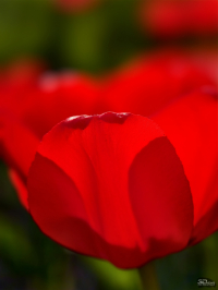 Обзор vivo X200 Pro: смартфон как рог изобилия