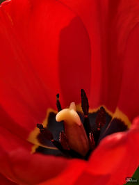 Обзор vivo X200 Pro: смартфон как рог изобилия