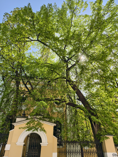 Обзор vivo X200 Pro: смартфон как рог изобилия