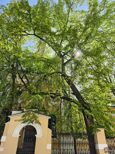 Обзор vivo X200 Pro: смартфон как рог изобилия