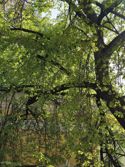 Обзор vivo X200 Pro: смартфон как рог изобилия